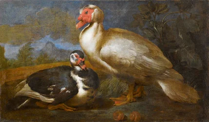 Zwei Moschusenten in einer Landschaft